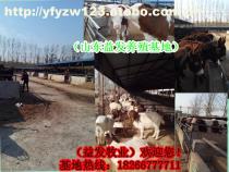 2-5月齡肉牛供應(yīng)信息 嘉祥縣航宇牛羊驢養(yǎng)殖場專業(yè)畜牧服務(wù)