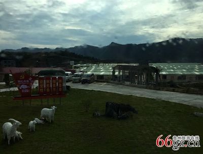 貴州省吉爾斯循環(huán)農(nóng)業(yè)發(fā)展形勢喜人——家禽家畜養(yǎng)殖助力鄉(xiāng)村振興