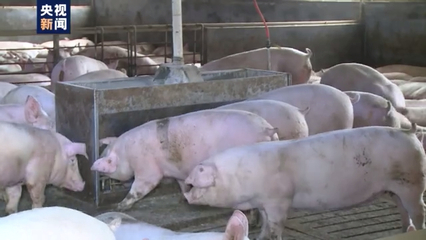 洪澇災(zāi)害對全國畜產(chǎn)品生產(chǎn)影響有限，家禽家畜供應(yīng)總體穩(wěn)定