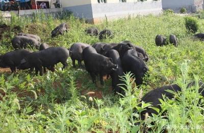 天臺農業 家禽家畜飼養的新天地