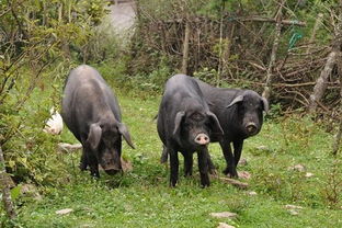 甘溪風味 精選家禽家畜，品味舌尖上的鄉(xiāng)野