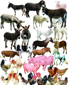 家畜與家禽 人類馴養(yǎng)動物的歷史圖鑒與生態(tài)貢獻(xiàn)