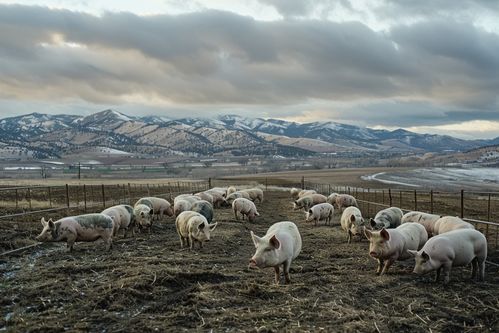 家禽家畜原生態(tài)土豬——自然與健康的田園畫卷